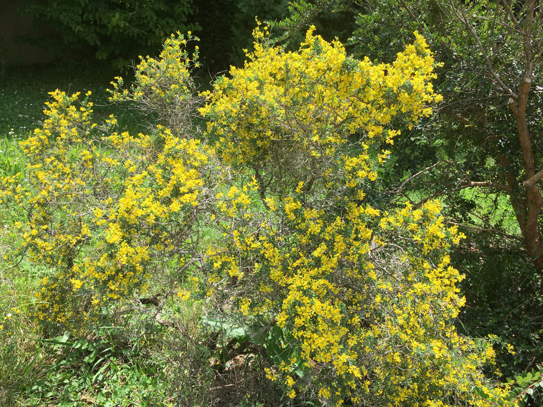 Anthyllis hermanniae